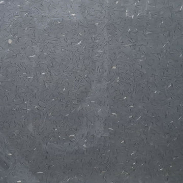 Black Ice_