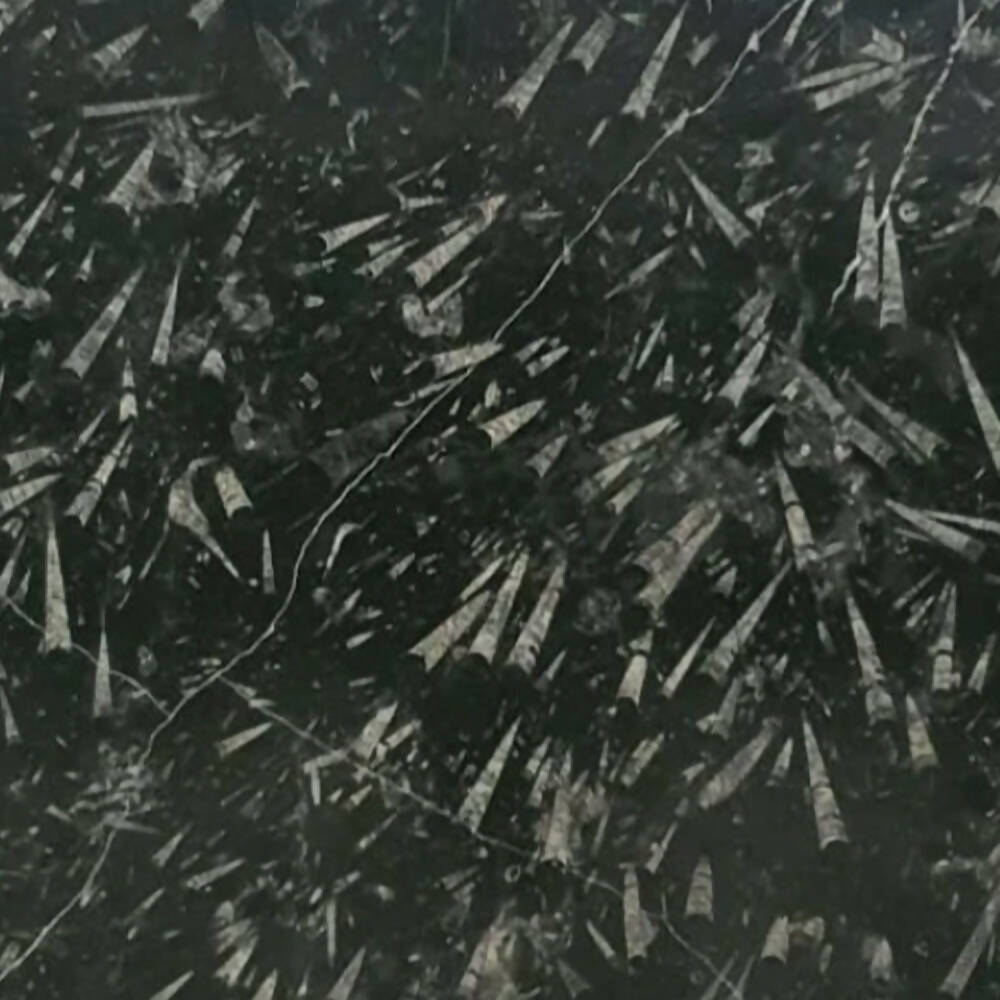FOSSIL BLACK MARBLE,Marble,Develli,www.work-tops.com
