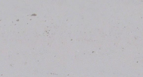 EVORA FOSSIL LIMESTONE,Limestone,Blyth Marble Ltd,www.work-tops.com