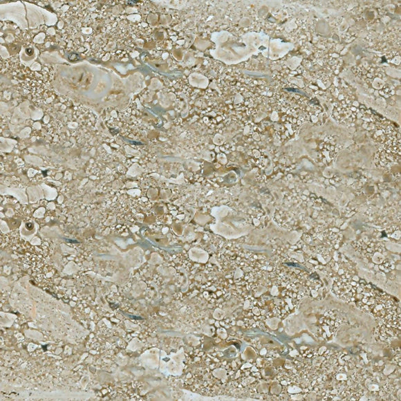 PERLATO OLYMPO MARBLE,Marble,Blyth Marble Ltd,www.work-tops.com