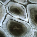 TURTLE GREEN GRANITE,Granite,Work-Tops,www.work-tops.com