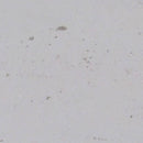 EVORA FOSSIL LIMESTONE,Limestone,Blyth Marble Ltd,www.work-tops.com