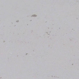 EVORA FOSSIL LIMESTONE,Limestone,Blyth Marble Ltd,www.work-tops.com