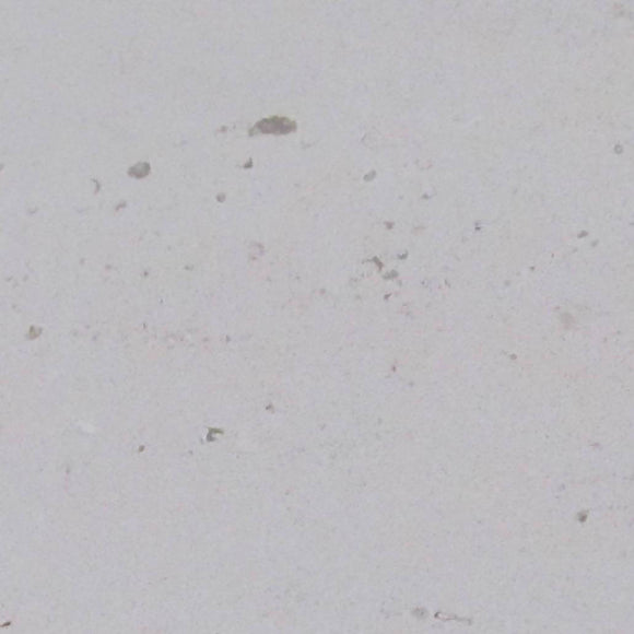 EVORA FOSSIL LIMESTONE,Limestone,Blyth Marble Ltd,www.work-tops.com